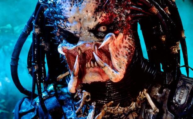 Predator : Photo