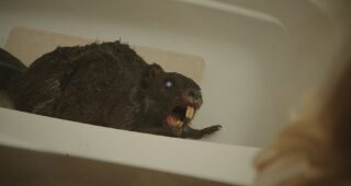 Zombeavers : Photo