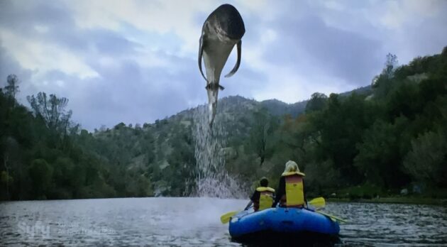 photo dam shark