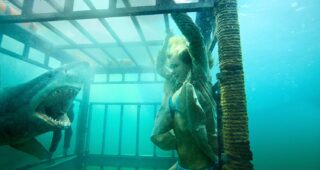 Shark 3D : photo