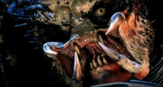Predator : photo