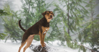 L'Incroyable Aventure de Bella : photo