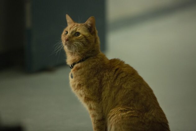 Captain Marvel : photo