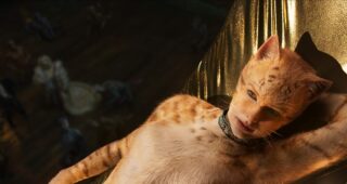 Cats : photo