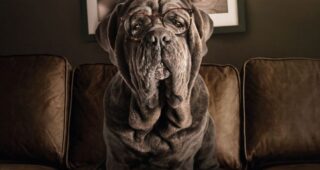 Mon chien stupide : photo