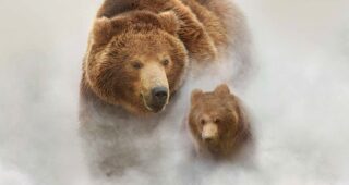 Terre des Ours : Affiche officielle