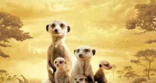 Famille Suricate (La) : Affiche officielle