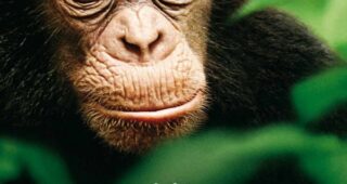 Chimpanzés : Affiche officielle