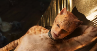 Cats : Photo Cats