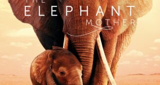 The Elephant Mother : Affiche officielle