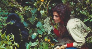 Sigourney Weaver : photo, Gorilles dans la brume