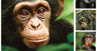 Chimpanzés : Affiche officielle