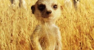 La Famille Suricate : Affiche officielle