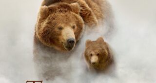 Terre des ours : Affiche officielle