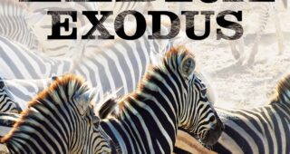 Nature: Great Zebra Exodus : Affiche officielle