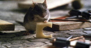 La Souris : photo