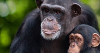 Rencontre avec les Chimpanzés : Affiche officielle