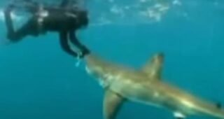 Sharkman : Affiche officielle