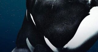 Blackfish 2 : Affiche officielle