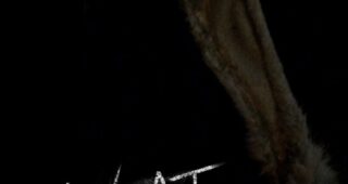 Caveat : Affiche officielle