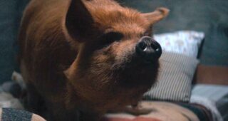 Pig : photo