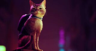 Stray : photo