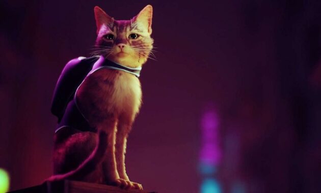 Stray : photo