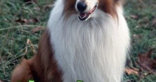 The New Lassie : Affiche officielle