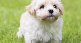 Andrew Lloyd Webber : chien