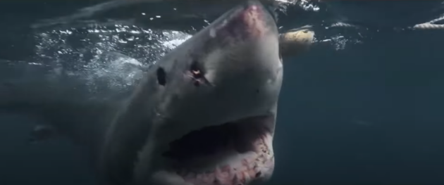 The Requin : photo