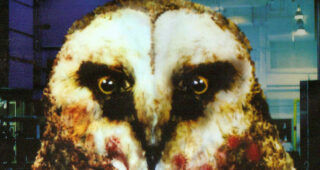 Bloody Bird : photo