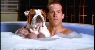 American Party - Van Wilder relations publiques : photo, Ryan Reynolds