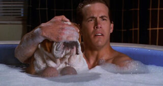 American Party - Van Wilder relations publiques : photo, Ryan Reynolds
