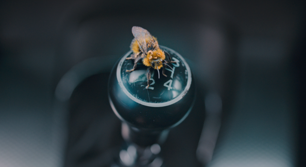 Seul face à l'abeille : photo