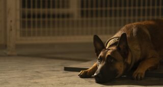 Dog : photo
