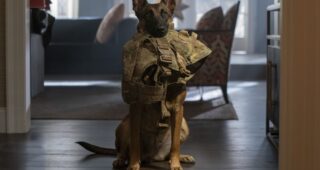 Dog : photo