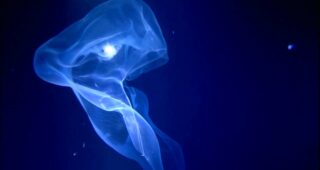 Aliens of the Deep : photo