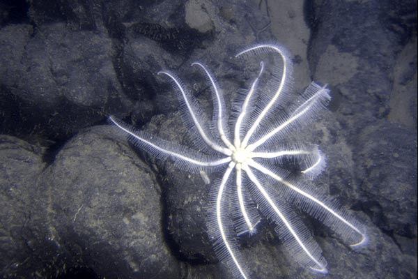 Aliens of the Deep : photo