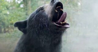 Cocaine Bear : photo