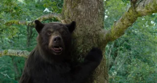 Crazy Bear : photo