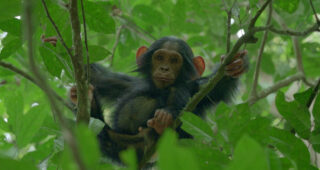 L'Empire des chimpanzés : photo