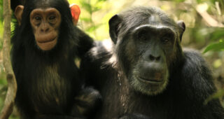 L'Empire des chimpanzés : photo