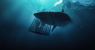 47 Meters Down : photo