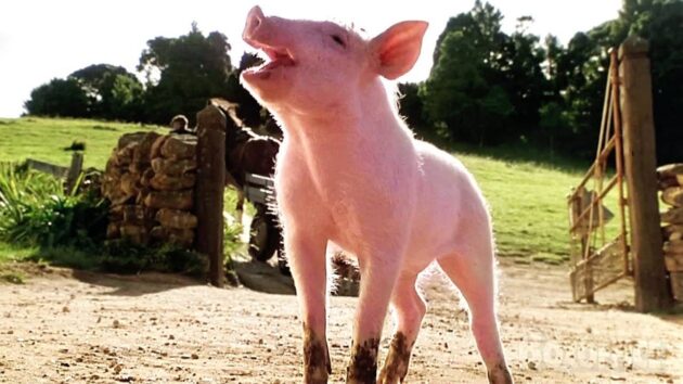 Babe, le cochon devenu berger : Cochon