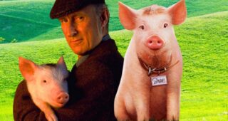 Babe, le cochon devenu berger : pépite culte par le père de Mad Max George Miller