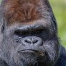 Mr. Kong