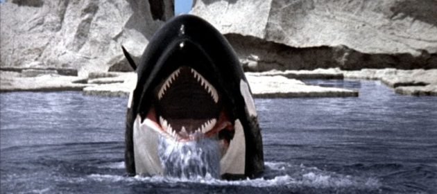 Le Grand Ecran Large Orca