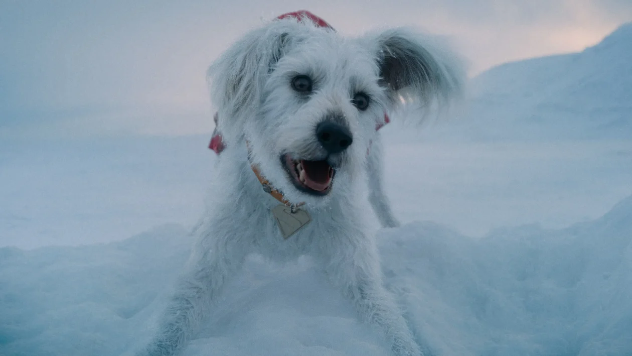 krypto superman