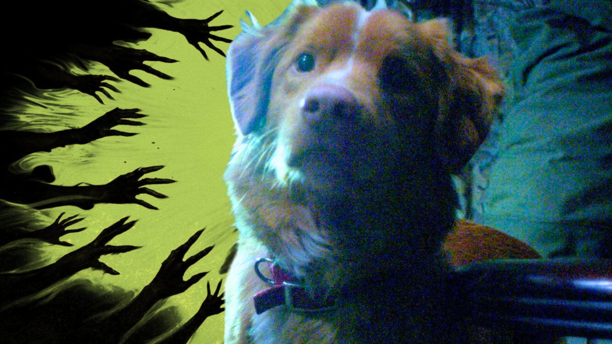 Le film de maison hantée comme vous ne l'avez jamais vu : bande-annonce étonnante de Good Boy