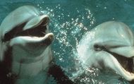 Le Jour du dauphin : Bande-annonce VOST